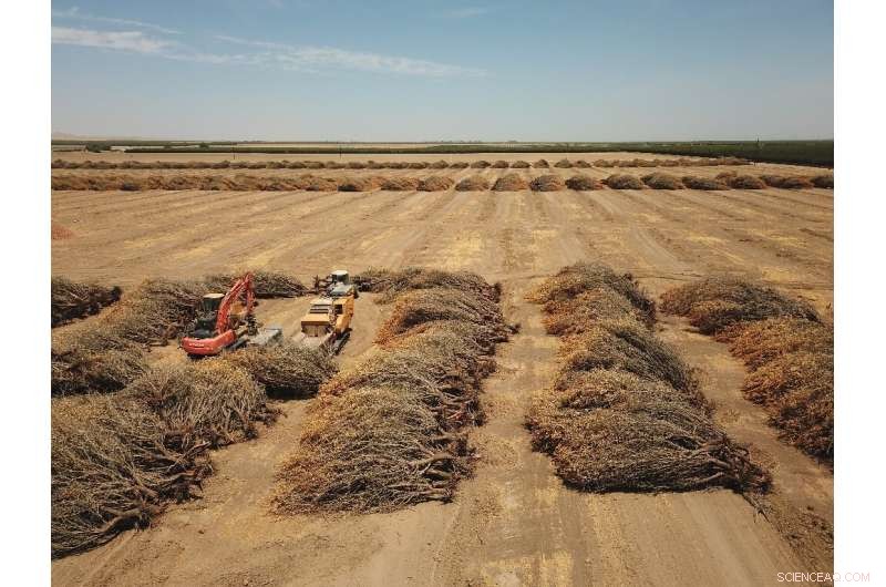 California Farmers Forced to Remove Almond Trees Amid Record Drought and Water Restrictions