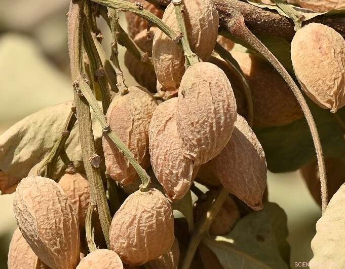 California Farmers Forced to Remove Almond Trees Amid Record Drought and Water Restrictions