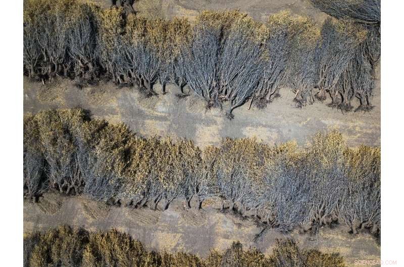 California Farmers Forced to Remove Almond Trees Amid Record Drought and Water Restrictions