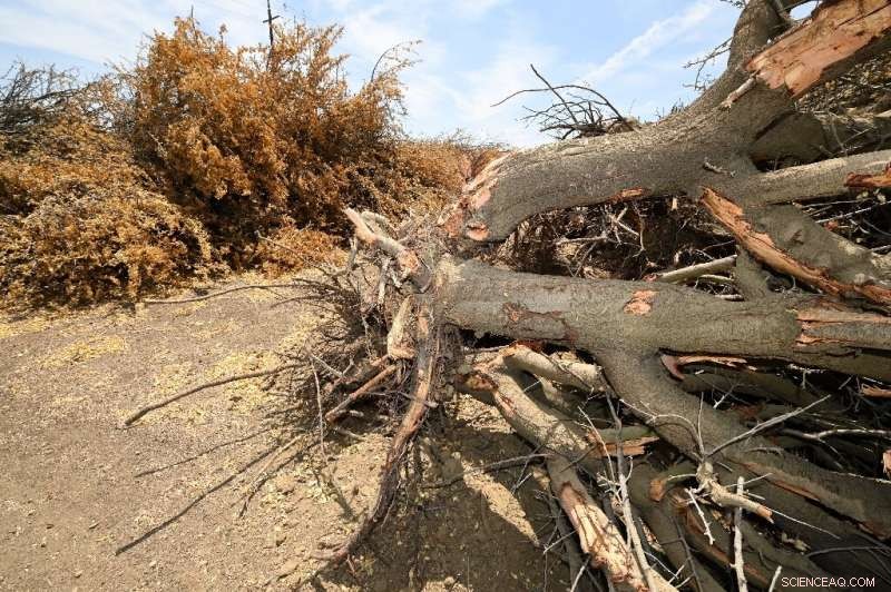 California Farmers Forced to Remove Almond Trees Amid Record Drought and Water Restrictions
