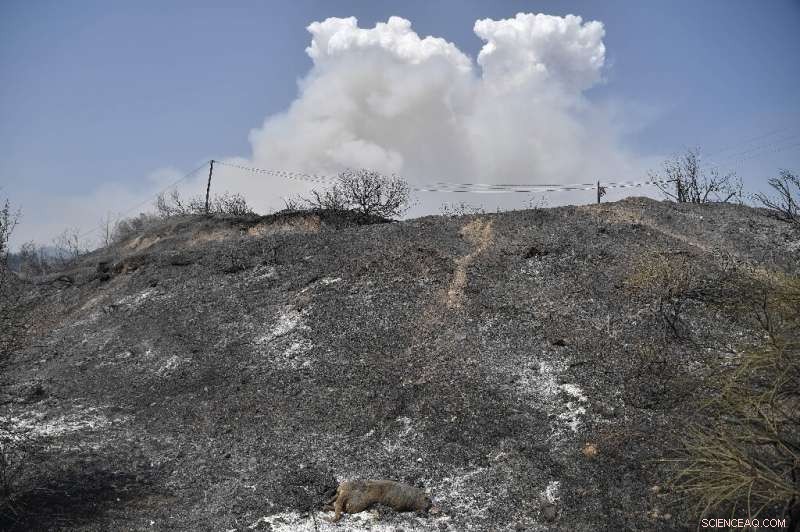 Greece, Turkey Grapple with Intense Fires Amid Record Heat