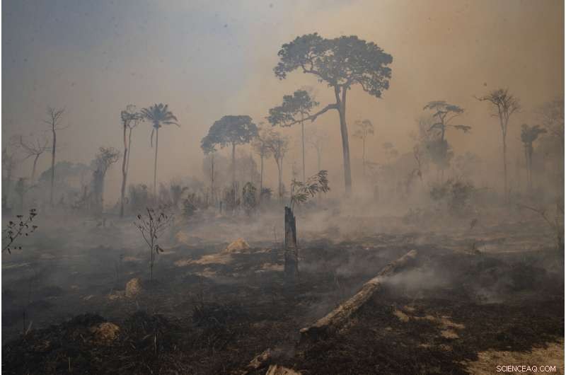 Brazil’s Forest Fire Season Begins, Sparking Widespread Concern