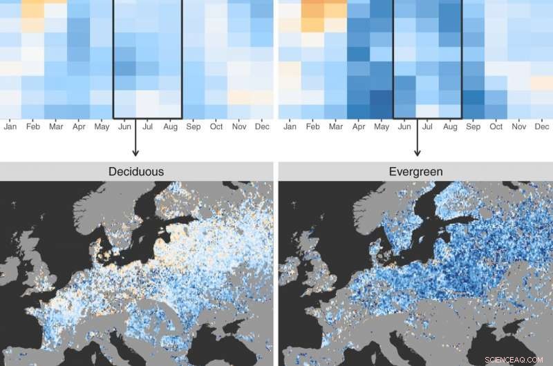Satellites Show How Forests Boost Cloud Cover and Cool the Climate