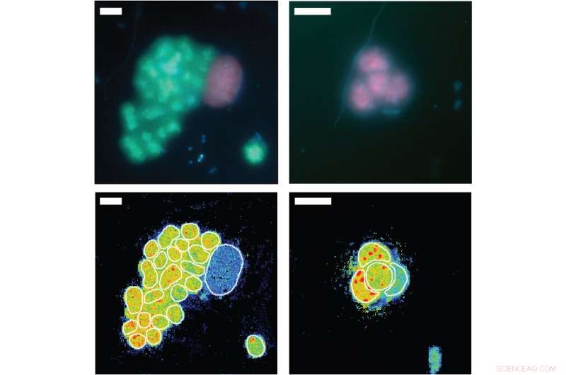 Tracing Ancient Ocean Nitrogen Inputs: Insights from Sulfur Bacteria Studies