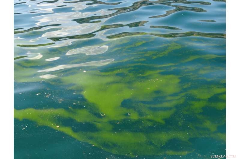 The Arabian Sea Ecosystem: How Himalayan Snow and Climate Shifts Are Impacting Marine Life