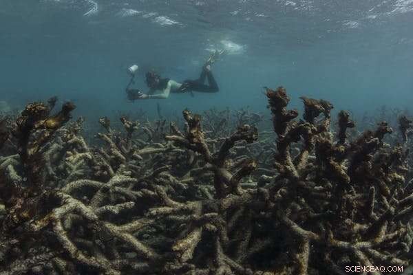 Urgent Action Needed to Protect Australia from a Hotter, Drier, and More Dangerous Future