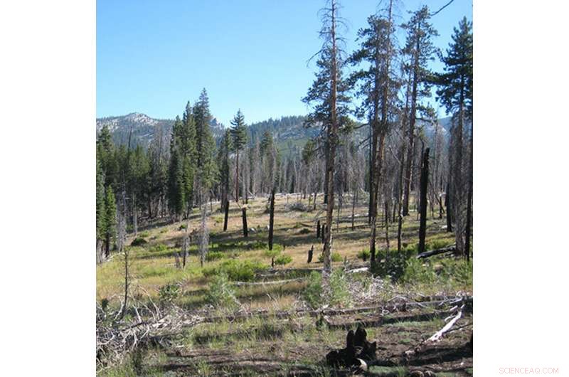 Wildfire’s Role in Revitalizing Yosemite’s Watershed