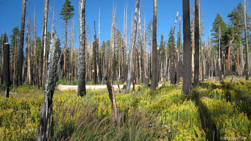 Wildfire’s Role in Revitalizing Yosemite’s Watershed