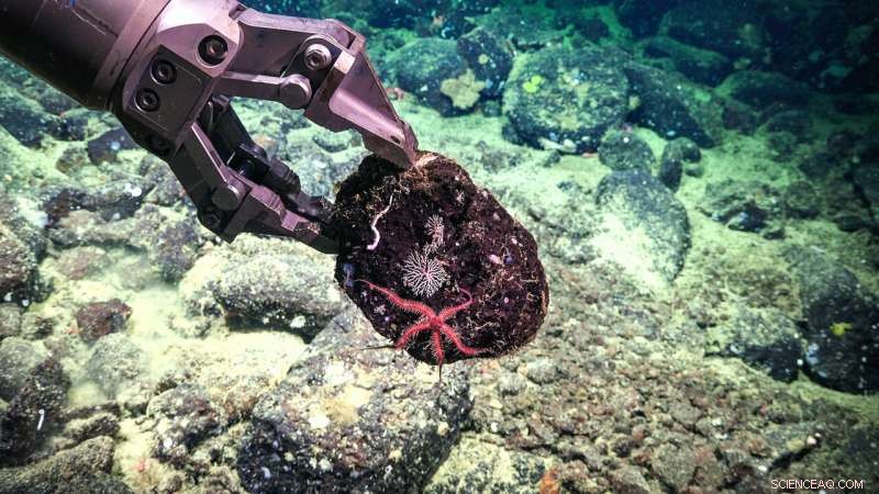 New Methane Seep and Whale Fall Discovered on Los Angeles Seafloor Near Historic DDT Dump