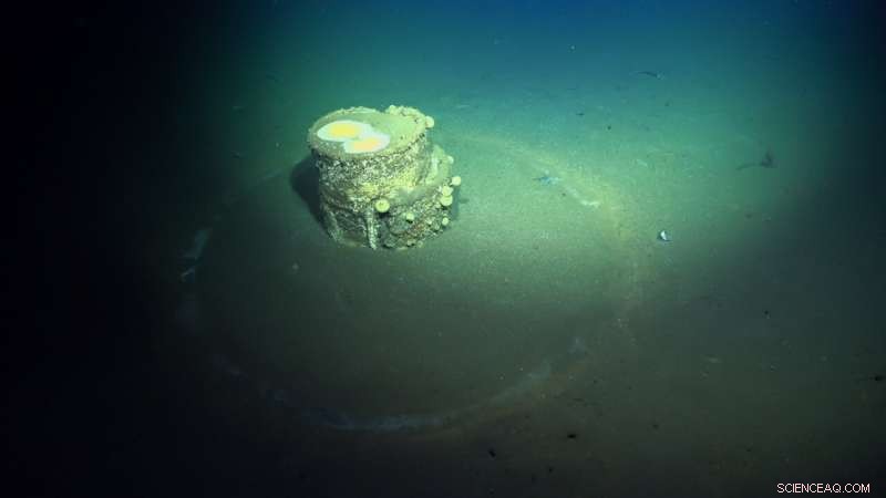 New Methane Seep and Whale Fall Discovered on Los Angeles Seafloor Near Historic DDT Dump