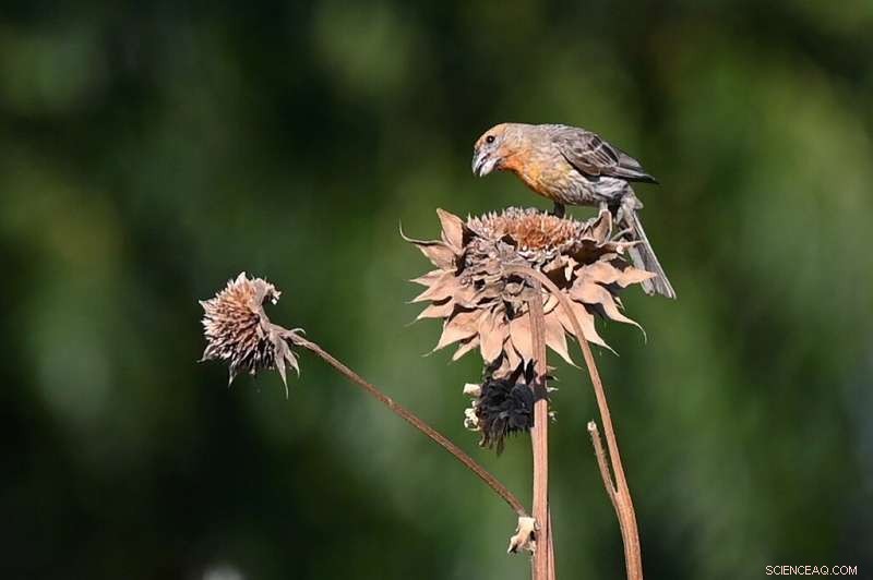 Historic Drought Endangers California Farms Critical to U.S. Food Supply
