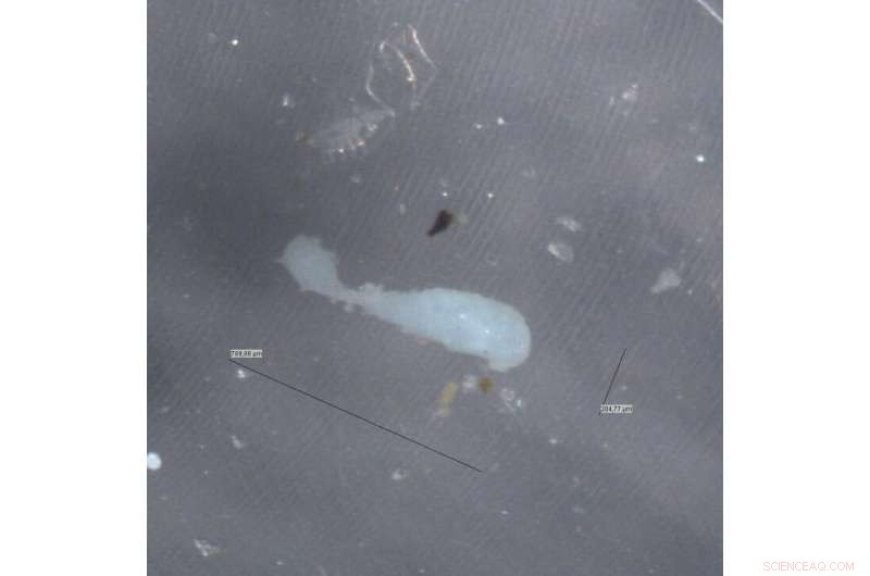 Microplastics: Silent Carriers of Toxic Metals