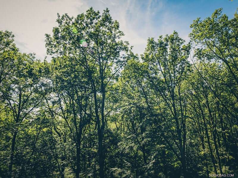 Deciduous Forests as Natural Ozone Sinks: Mechanisms and Benefits