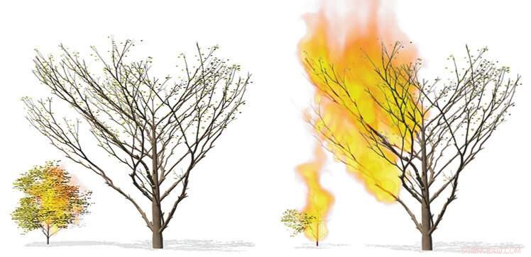 Using Computer Simulations to Predict Wildfire Spread