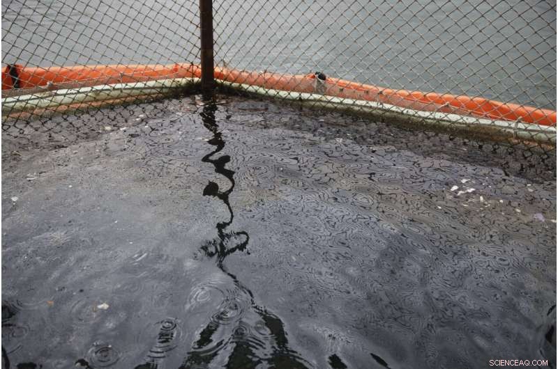 Russia Launches Investigation into Major Black Sea Oil Spill