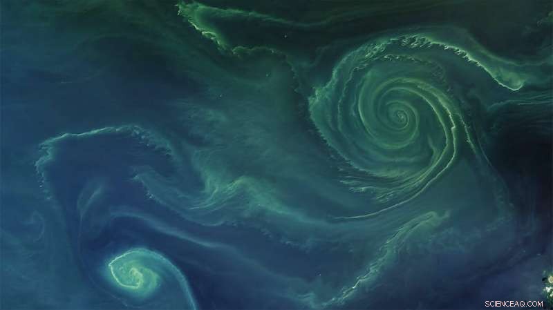 Oxygen in the Ocean: Humans Have It, but Marine Life May Not