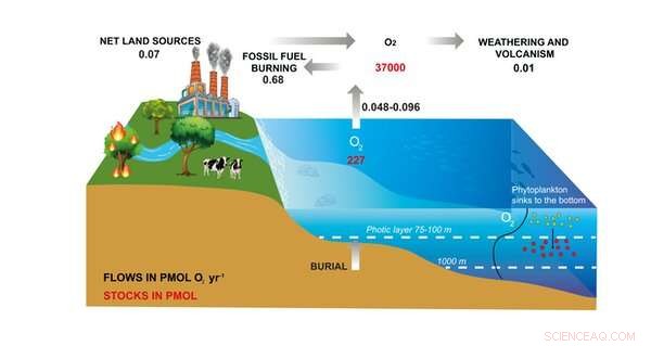 Oxygen in the Ocean: Humans Have It, but Marine Life May Not