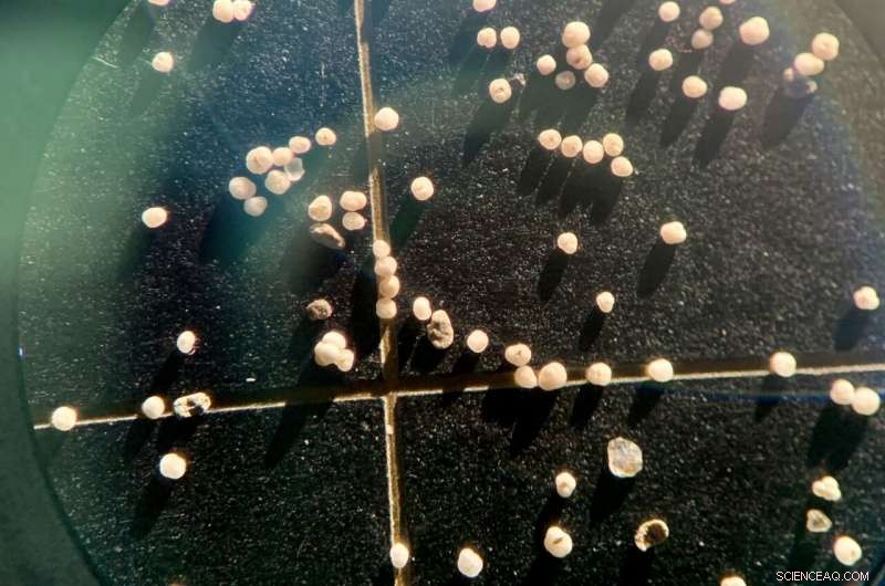 Arctic Ocean’s Deep Past Sheds Light on Its Imminent Climate Future