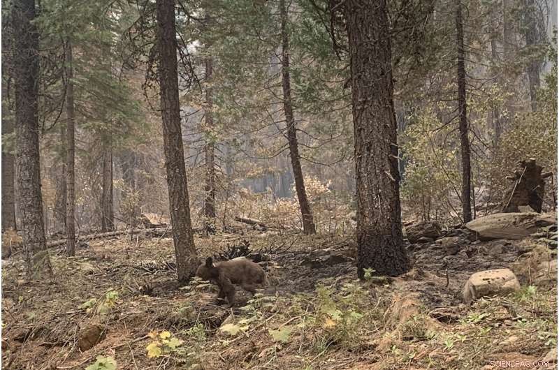 Wind‑Driven Dixie Fire Approaches California Community