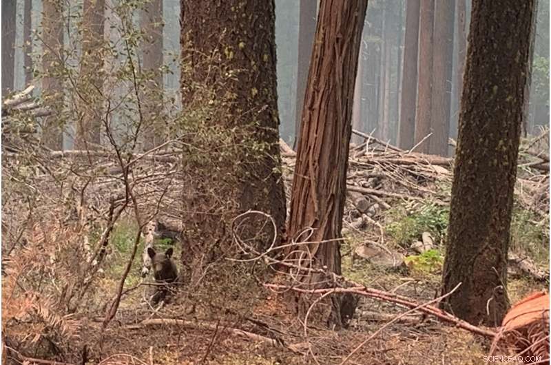 Wind‑Driven Dixie Fire Approaches California Community