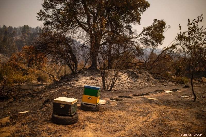 Greek Megafires Reveal Gaps in Disaster Preparedness, Experts Urge Action