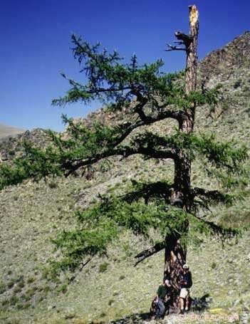 Innovative Tree‑Ring Analysis Reveals Unprecedented Warming in Central Asia