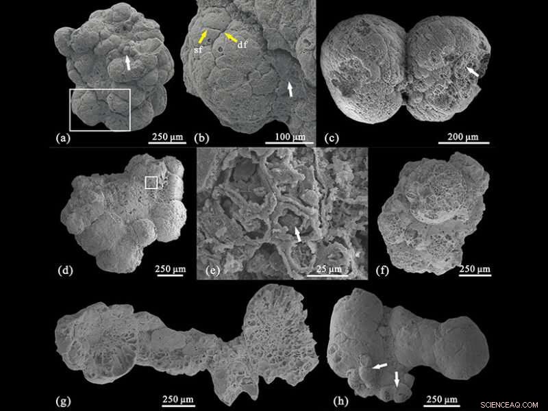 First Multicellular Algae Discovered in Early Cambrian Formation