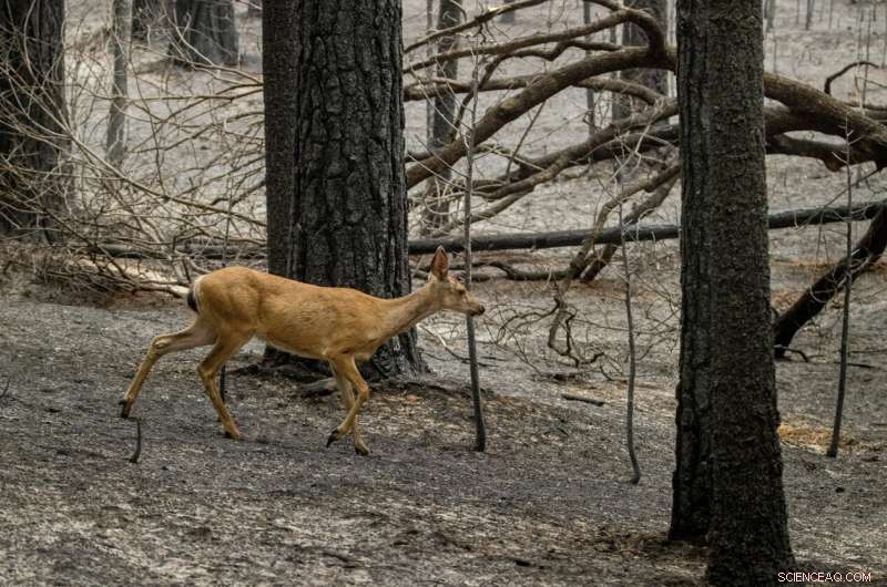 California Wildfires May Persist Into December, Raising Concerns