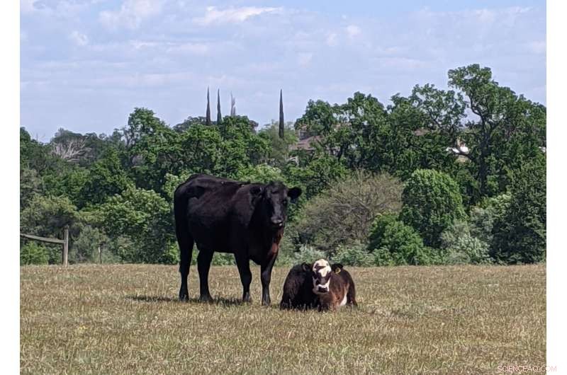 Space‑Based Drought Monitoring: Early Detection from Satellite Imagery