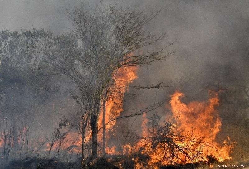 Bolivia s Wildfires Ravage Nature Reserves, 600,000 Hectares Burned