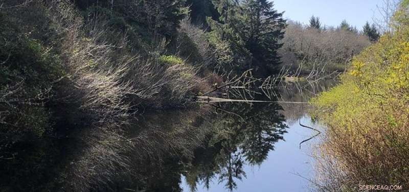 1700 Tsunami Confirmed by Tree Rings of Oregon Coast Douglas Firs