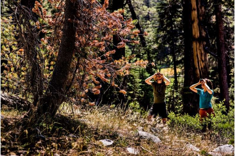 Climate Change and Drought Alter Tree Disease Dynamics in the Sierra Nevada