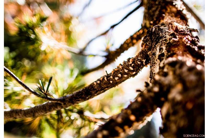 Climate Change and Drought Alter Tree Disease Dynamics in the Sierra Nevada