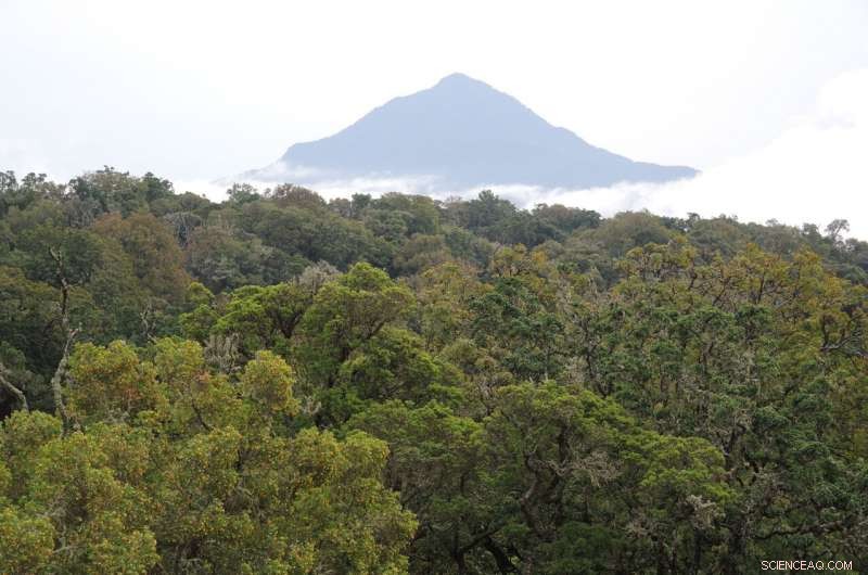 African Mountain Forests Hold More Carbon Than Expected—But Rapid Decline Looms