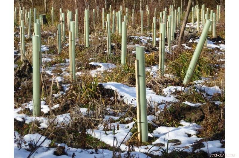 Eco-Friendly Alternatives to Protect Young Trees Without Plastic