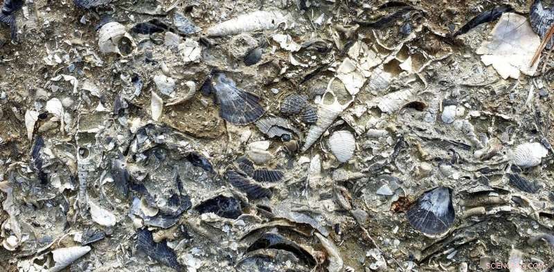 New Zealand Fossils Reveal Species Diversity Linked to Warm Waters—Future Warming Threatens the Pattern