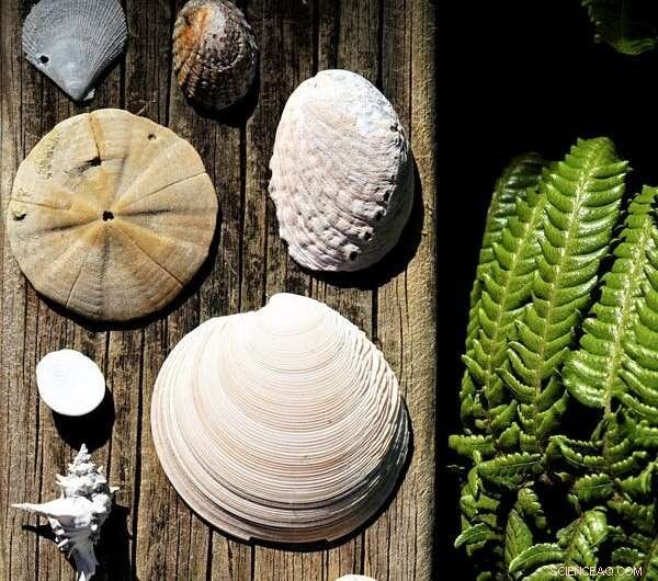 New Zealand Fossils Reveal Species Diversity Linked to Warm Waters—Future Warming Threatens the Pattern