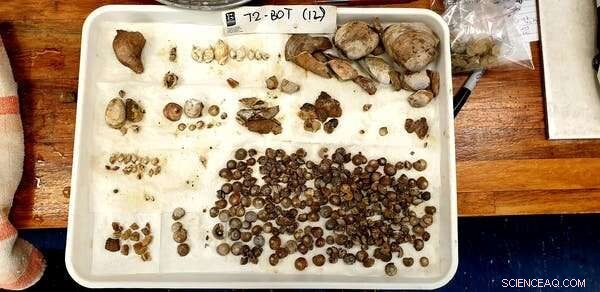 New Zealand Fossils Reveal Species Diversity Linked to Warm Waters—Future Warming Threatens the Pattern