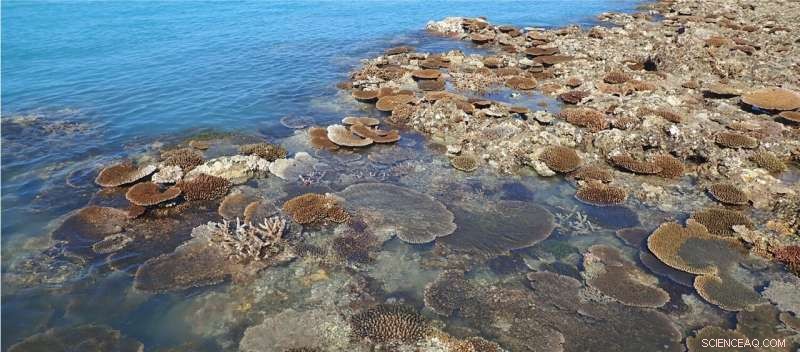 Western Australian Coral Species Face Climate-Induced Extinction Threats