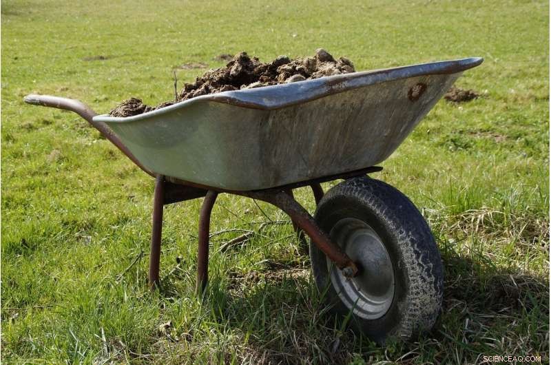 Turning Cow Manure into Sustainable Fertilizer: A Green Solution