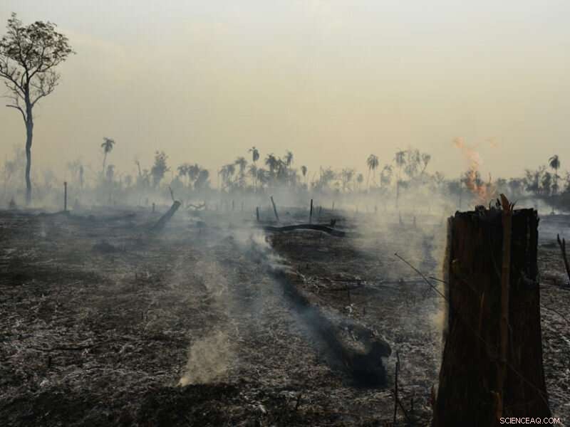 Amazon Deforestation and Wildfires Pose Significant Threats to Public Health