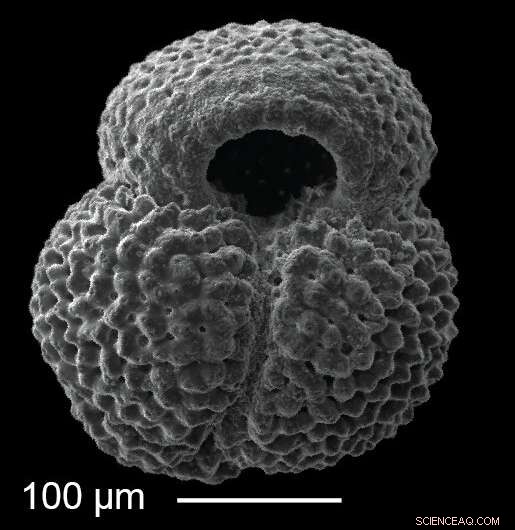 Unveiling the Past: Reconstructing the Ancient History of the Kuroshio Current