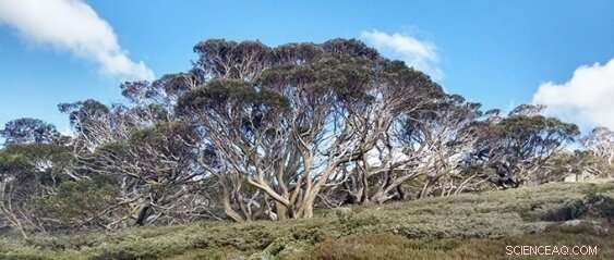 Lake Sediment Analysis Confirms Climate Change Drives Bushfire Frequency in Australian Alps