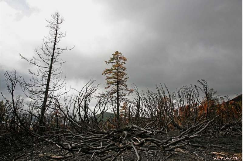 New Study Finds Climate Change Accelerates Deadwood Decay, Boosting Greenhouse Gas Emissions