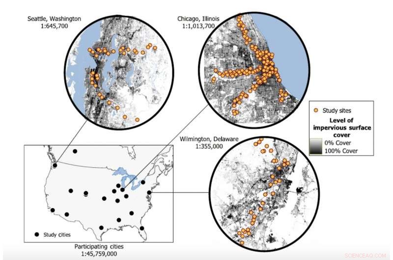 How Income and Urbanization Shape Mammal Biodiversity in Cities