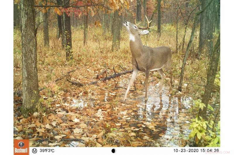 How Income and Urbanization Shape Mammal Biodiversity in Cities