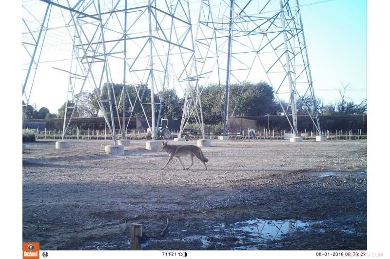 How Income and Urbanization Shape Mammal Biodiversity in Cities