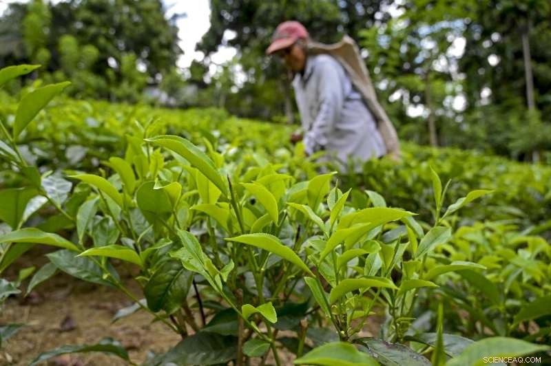 Sri Lanka s Organic Shift Endangers Tea Industry, Sparks Crop Crisis Concerns