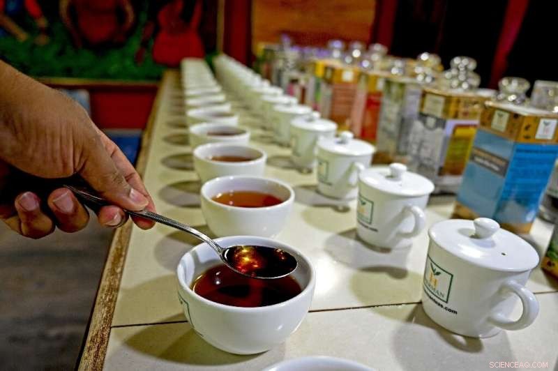 Sri Lanka s Organic Shift Endangers Tea Industry, Sparks Crop Crisis Concerns