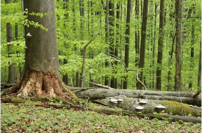 Deadwood: A Key Player in the Global Carbon Cycle